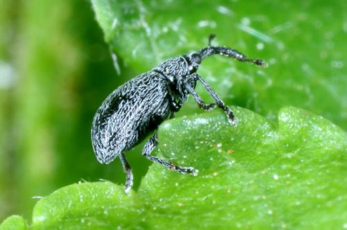 Réf. 283 228 : Catapion seniculus